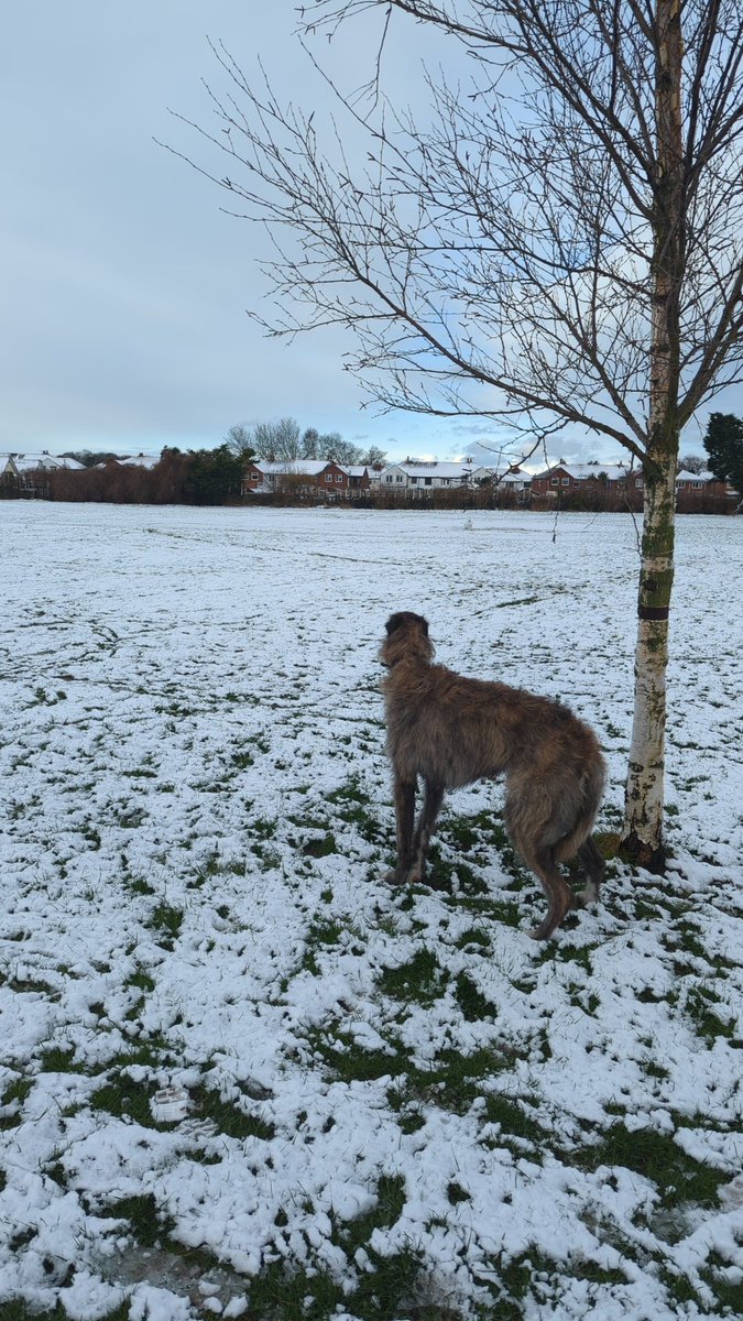 Flash back to a few weeks ago when the snow hit 
First time rocky seeing the snow 

#puppy #snow #firsttime #scottishdeerhound #puppy #Trending #trending2023