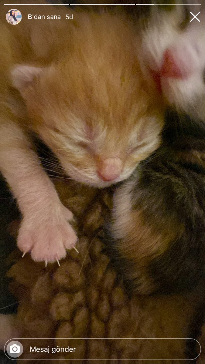 Kedilere aşık olmakta son derece haklıyım .