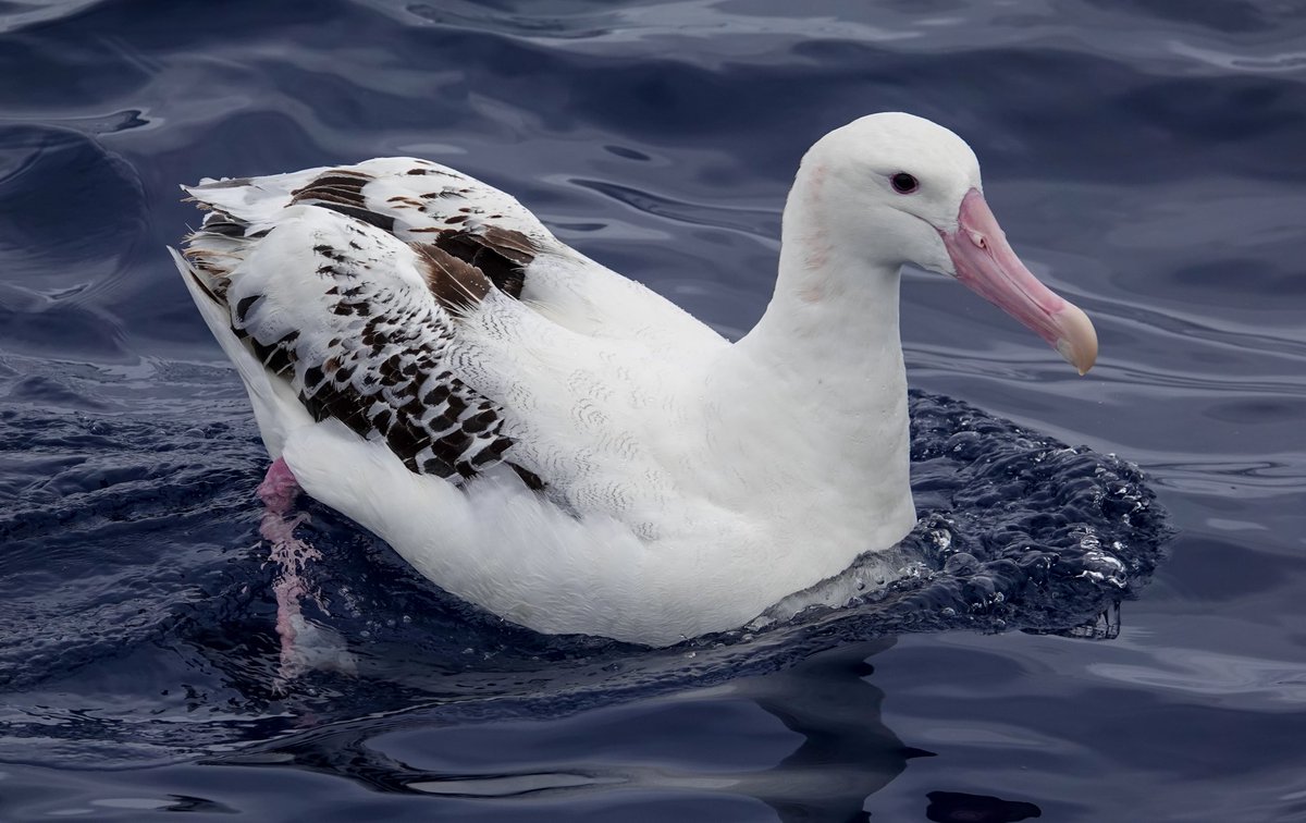 Daniel Weldon tweet media