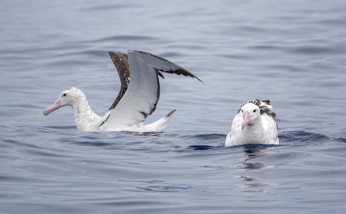 Daniel Weldon tweet media