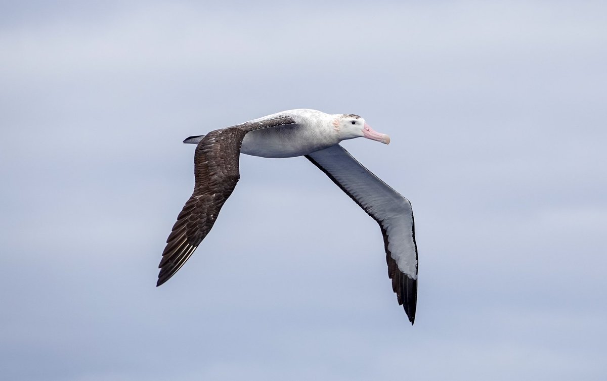 Daniel Weldon tweet media