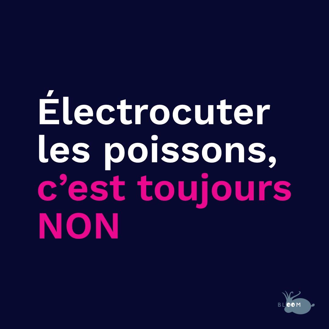 🚨À Bruxelles, les lobbies anti-écologiques amplifient leur offensive pour réintroduire la pêche électrique, méthode dévastatrice qui électrocute les animaux marins. 

Aujourd’hui, ils ont même le culot d’organiser une conférence au cœur du Parlement européen. 🧵