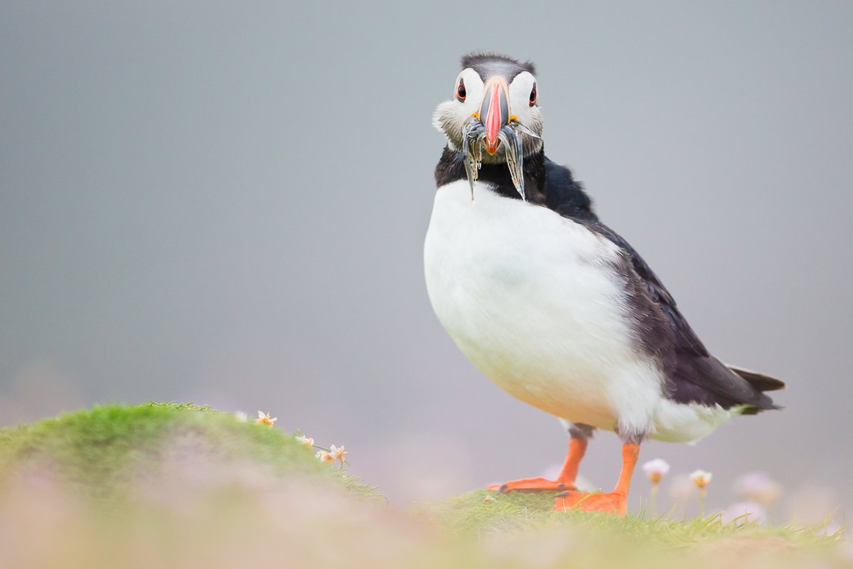 28,004 signatures😍 less than 2k now needed to reach the target. Please show your support for closing sandeel fishing in English waters and play your part in helping our amazing seabirds. 

action.rspb.org.uk/page/120098/ac…