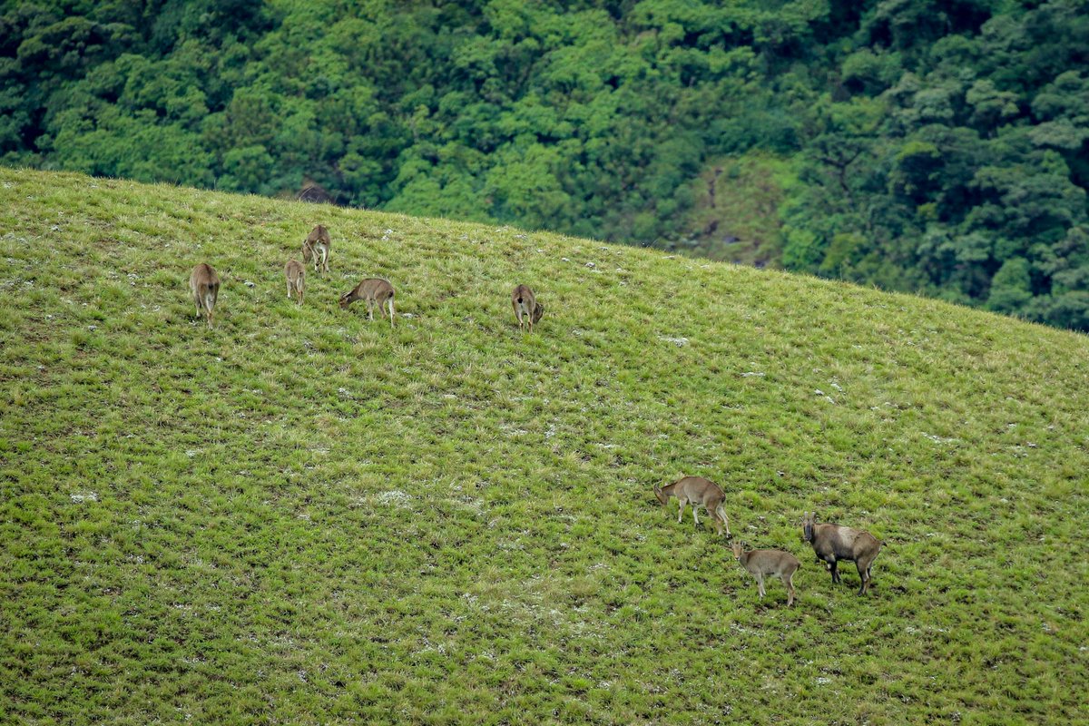 KeralaTourism's tweet photo. Okay, this goes to the top of our bucket list!

There’s nothing like a visit to the Eravikulam National Park to make you feel connected with nature. 

©️ Sebinster

#EravikulamNationalPark #Munnar #NilgiriTahr #KeralaTourism https://t.co/g6NuIFgm1v