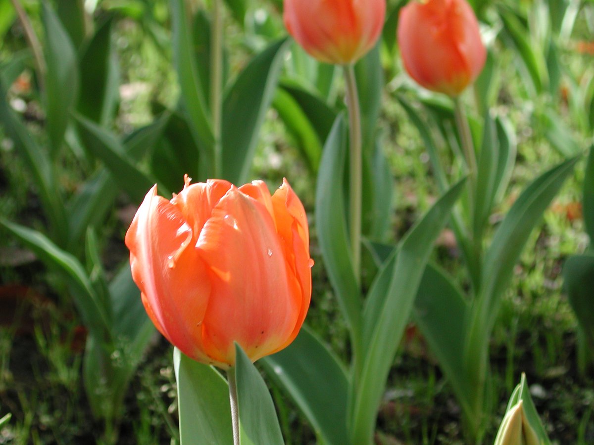 Couichi05S's tweet image. 天気が回復したので、オールドコンデジ持って撮影へ

#coolpix990 
#ccdsensor 
#ccdセンサー
#チューリップ
#ヨコハマヒザクラ