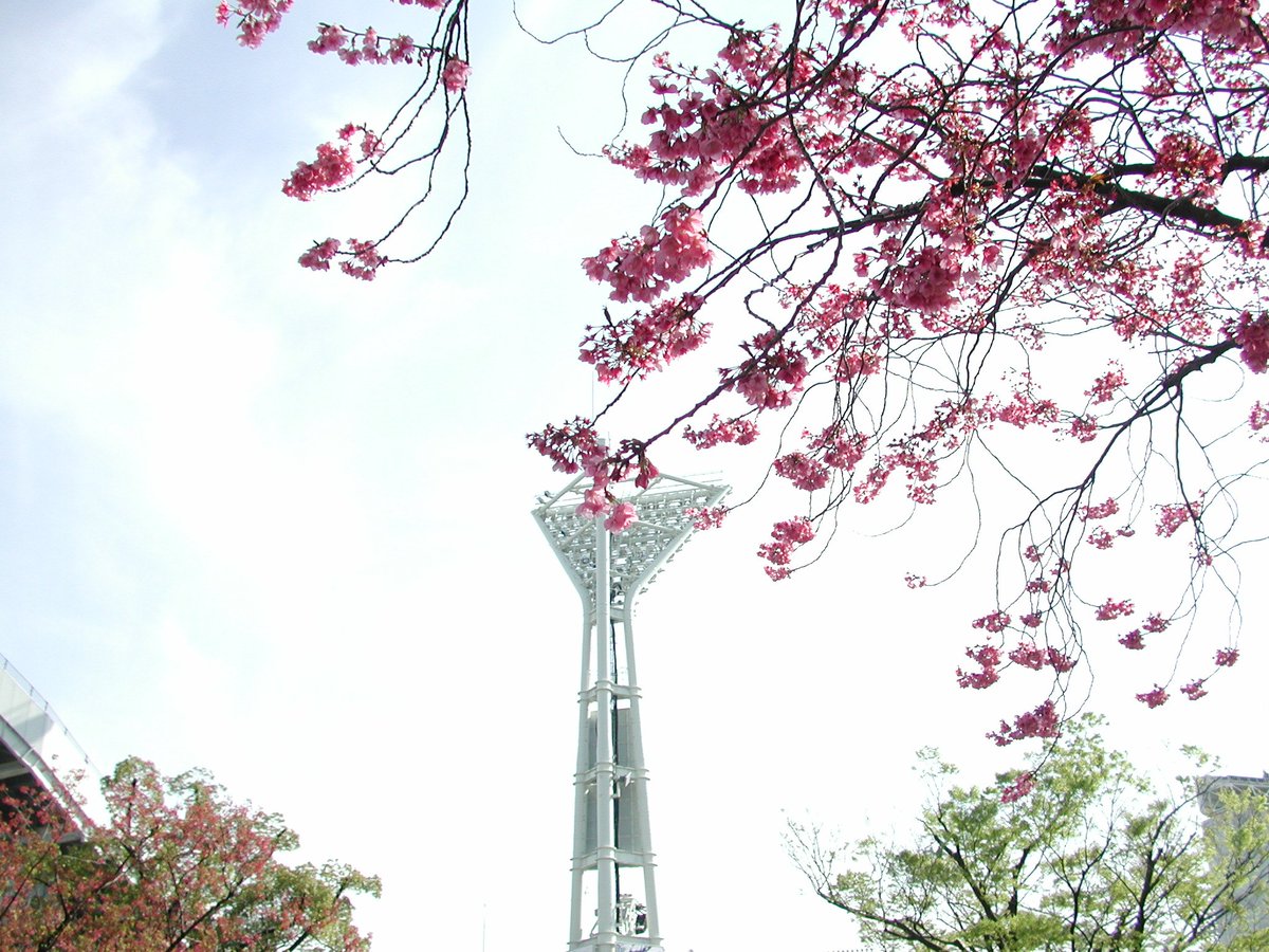 Couichi05S's tweet image. 天気が回復したので、オールドコンデジ持って撮影へ

#coolpix990 
#ccdsensor 
#ccdセンサー
#チューリップ
#ヨコハマヒザクラ