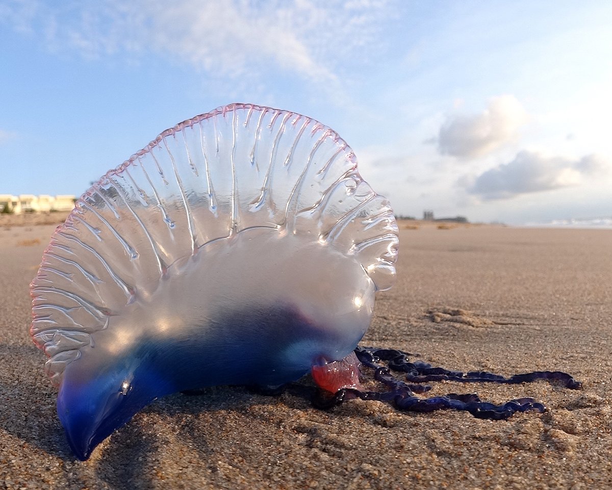 #ExploringOurMarine: Portuguese Man O'War

The Portuguese Man O’War is not a true jellyfish but closely related to the jellyfish family & gives a nasty sting!

Come on a quick dive and become a #MarineExplorer for this thread...  

📸: Volkan Yuksel, Wikipedia, CC BY-SA 4.0
1/5
