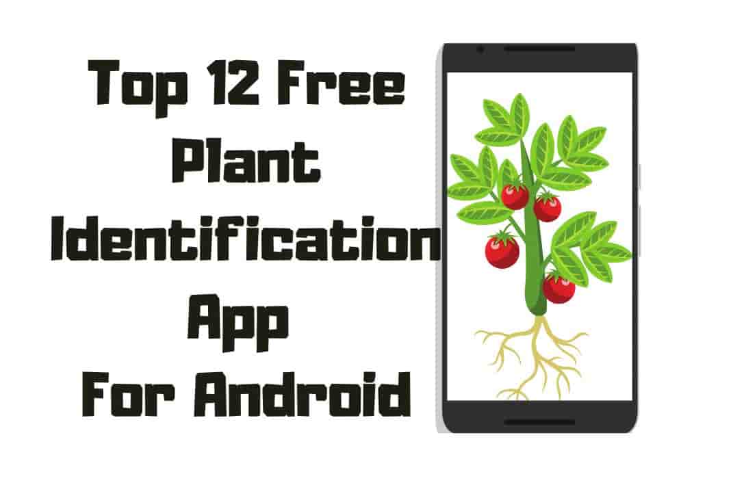 Digitalbeepk's tweet photo. It's time to break free from the shackles of not knowing what kind of plants you're looking at. #PlantIdentificationApp #AndroidApp #PlantIdentification #Plants #Gardening #Nature #GardenLife #Botany #GreenThumb #NatureLovers #PlantLovers #GardeningApp

https://t.co/hl1xJEOm9c https://t.co/Axw2mGNpHe