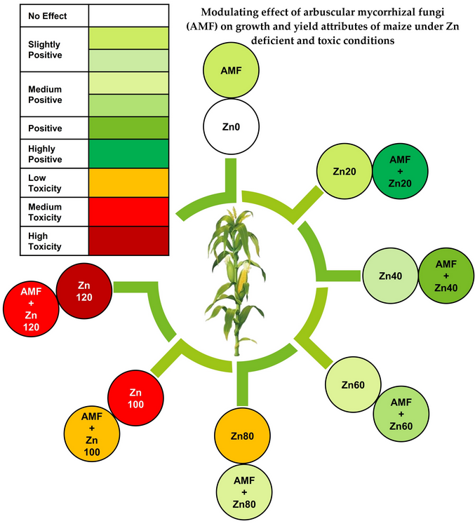 #AgricultureMdpi - 2021 High Cited Paper
Title: Biofertilizer-Based Zinc Application Enhances Maize Growth, Gas Exchange Attributes, and Yield in Zinc-Deficient Soil 
Authors: Abdul Saboor et al.

Link: doi.org/10.3390/agricu…
#arbuscularmycorrhizalfungi #maize #zinc #yield