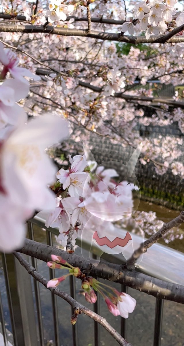 qerolimu's tweet image. 『やっぱ、ケツメイシだよなぁ』

#カクレオン  # #Kecleon
#桜  #blossom
#カクレオンの隠れんぼAR写真展 #GOsnapshot  #ARofTheDay
