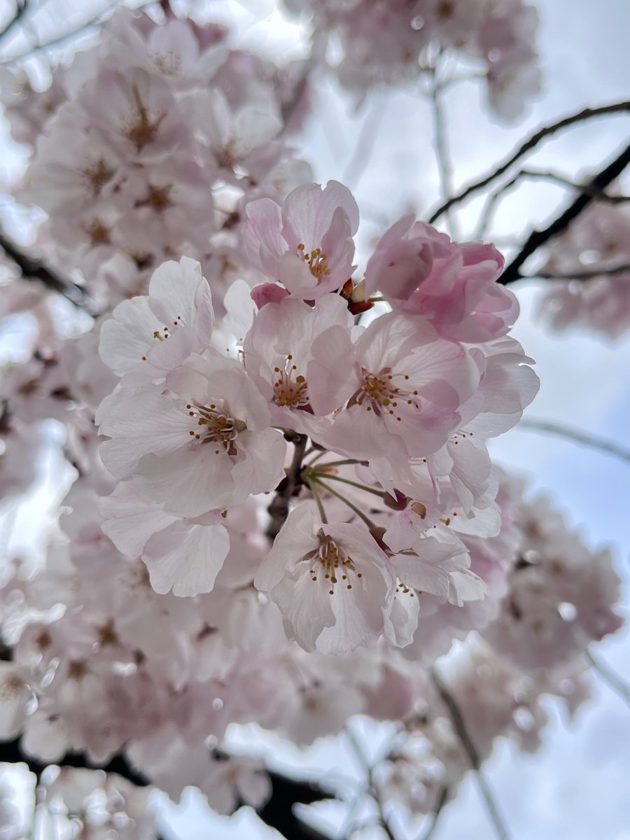 「仕事帰りに毎年桜見に行くお寺さん寄ってきたんだけど満開だった一番色味が好きな木は」|もずのイラスト