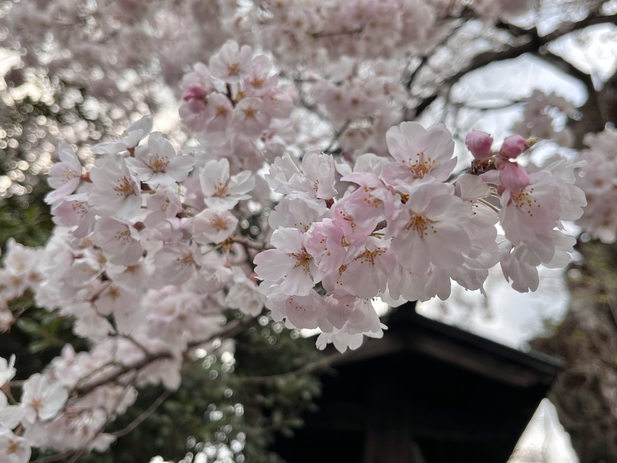 「仕事帰りに毎年桜見に行くお寺さん寄ってきたんだけど満開だった一番色味が好きな木は」|もずのイラスト