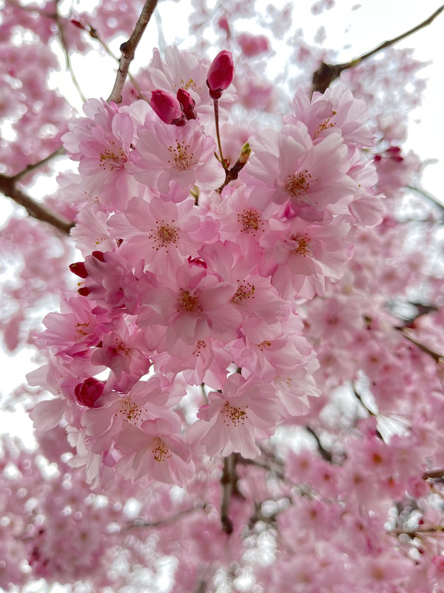 「仕事帰りに毎年桜見に行くお寺さん寄ってきたんだけど満開だった一番色味が好きな木は」|もずのイラスト