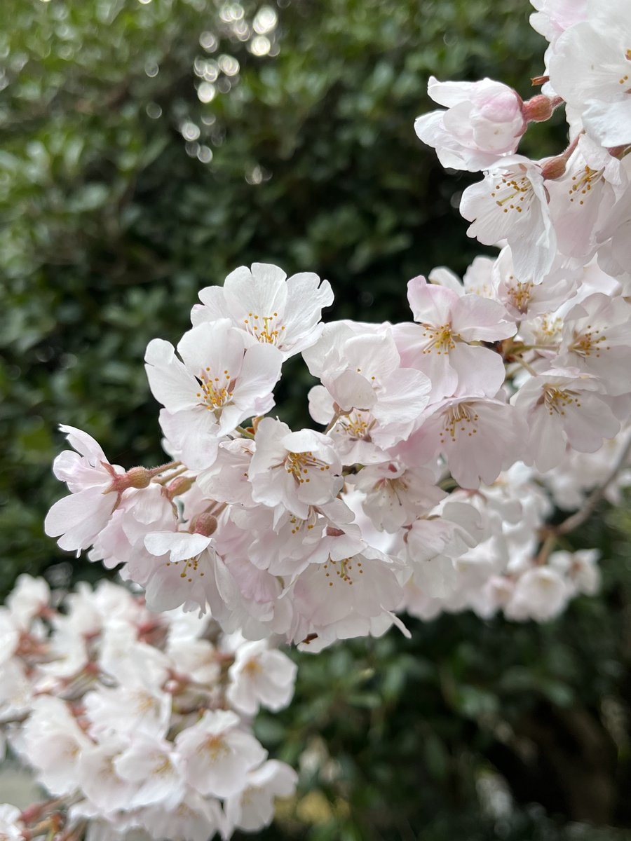 「仕事帰りに毎年桜見に行くお寺さん寄ってきたんだけど満開だった一番色味が好きな木は」|もずのイラスト