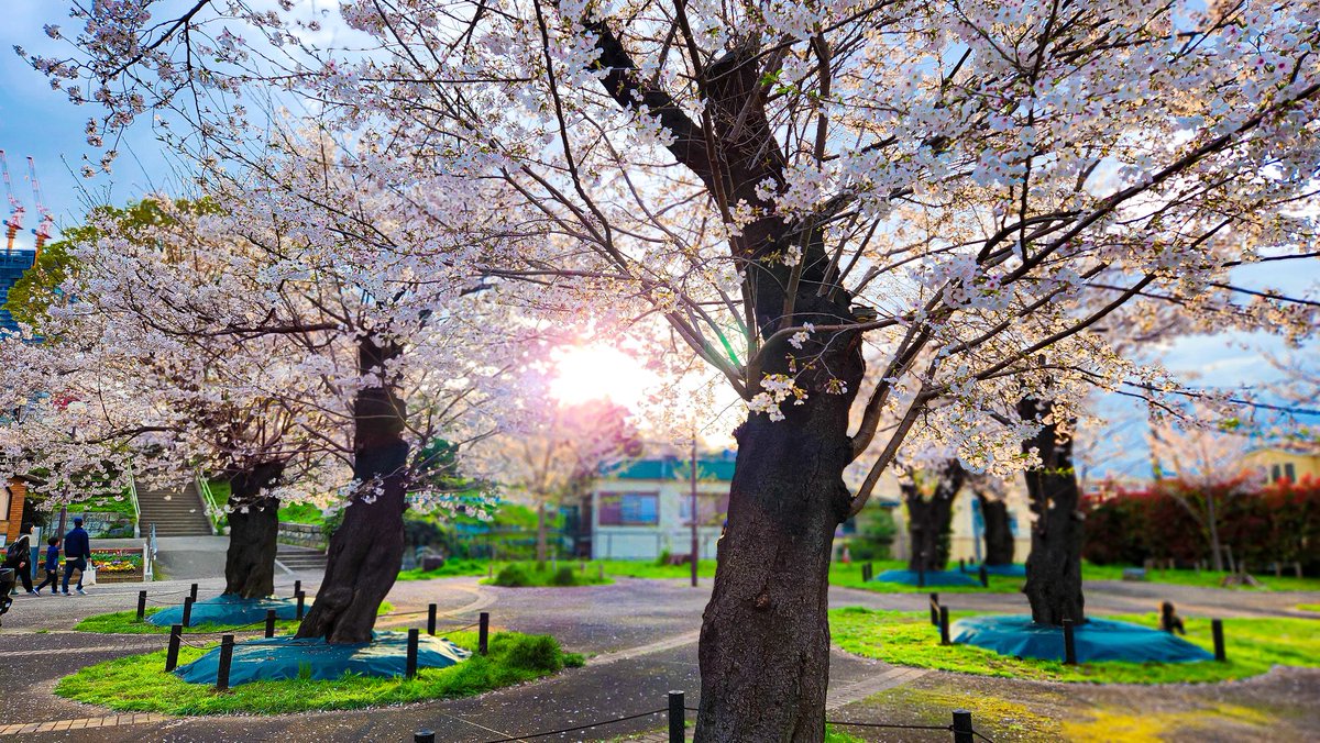 休み中に
なんとか少しだけ
動けた時に行けて見れた桜
見れただけでもよかった