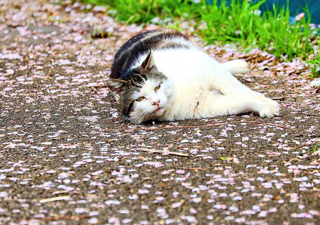 桜が咲いてる時に
かっぱちゃん達に
会うことができて
よかった

#桜　#猫  #CAT　#猫が好きな人と繋がりたい