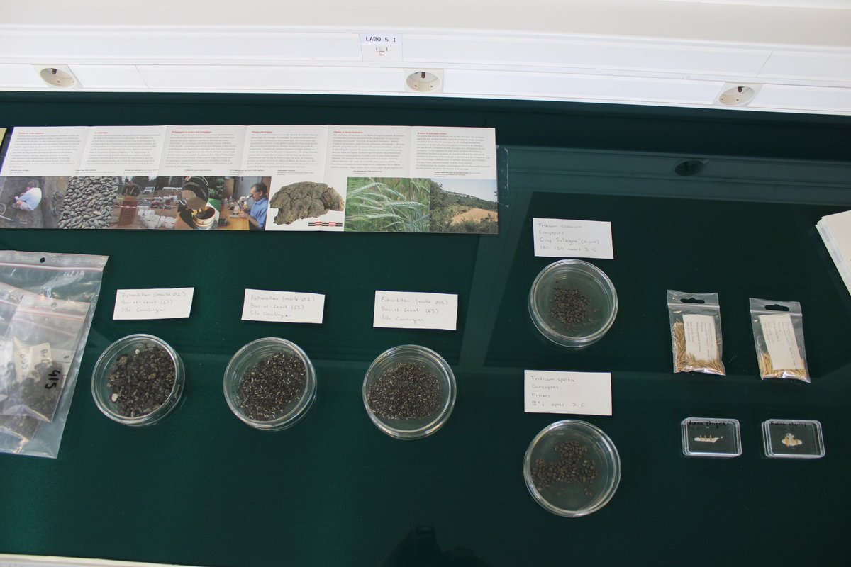 jpbrenas's tweet image. @auvergnerhalpes aux côtés de la recherche clermontoise: inauguration du #PALEOLAB @INRAE_Clermont grâce à qui le blé pourra s’adapter aux changements climatiques.