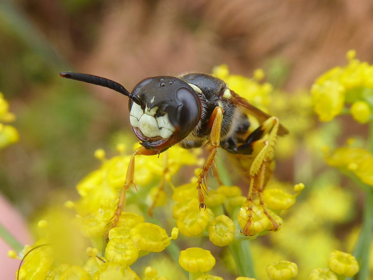 ReadingBioSci's tweet photo. #InsectTuesday This bee wolf was snapped on last year's @UniofReading UK Biodiversity Field Course, which took place in Devon
Once considered an extreme rarity, the #beewolf is now one of Britain's largest wasp species and preys on its 'doppelganger' honeybees🐝#closeup #insect https://t.co/gnUfewmP5l