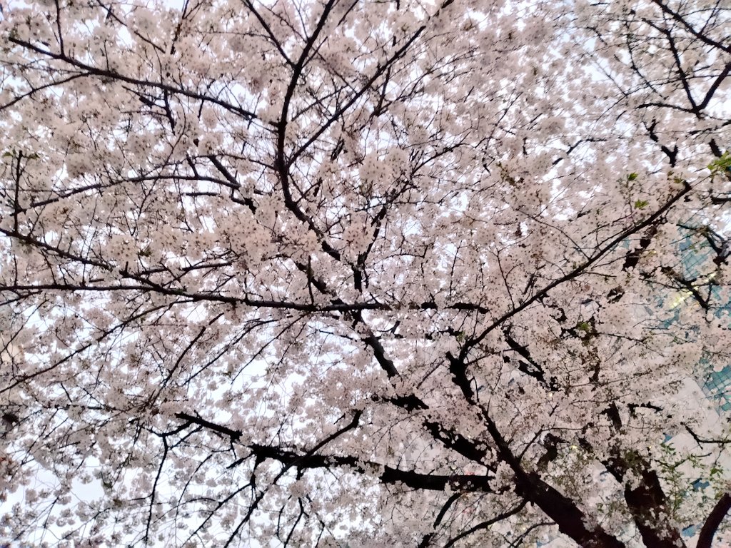 「満開の桜あた〜 」|もっち🍎のイラスト