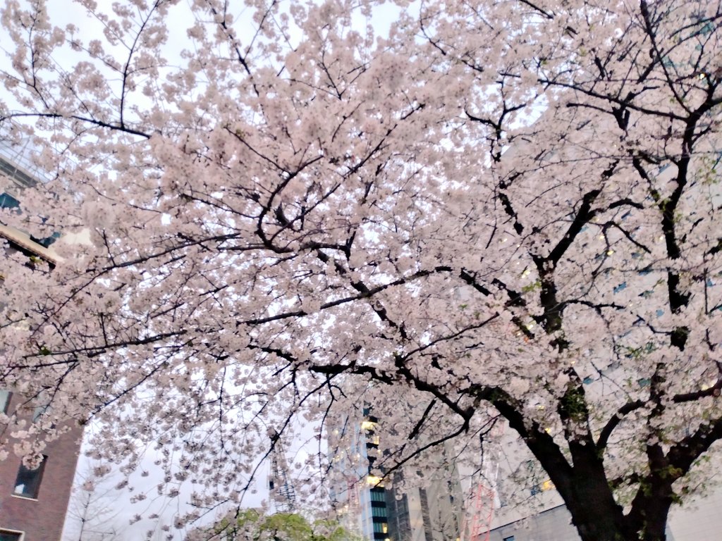 「満開の桜あた〜 」|もっち🍎のイラスト