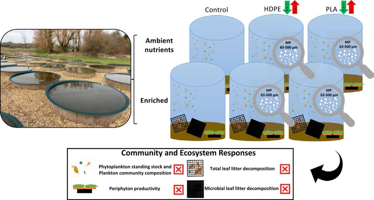 🚨🔔 Here she is!!! Our #mesocosm study looking at the effects of #microplastics and #nutrients on #freshwater communities and ecosystem functioning now on 9 pages of ✨open access✨ A4🦐♻️
