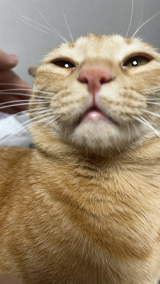 aggangtrio's tweet photo. 언니 손이 조하 🐈❣️ https://t.co/GiG0jTWzbK