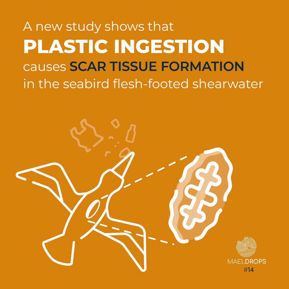 H2020Maelstrom's tweet photo. A recent study, conducted on flesh-footed shearwater, showed that ingestion of micro- and macroplastics results in fibrosis in the digestive tract: researchers have named this phenomenon plasticosis. Read our news MAELDrop! 🔗 https://t.co/5cYG2eaw5M
#MAELDrops
#plasticpollution https://t.co/jQjIHzjJ2C