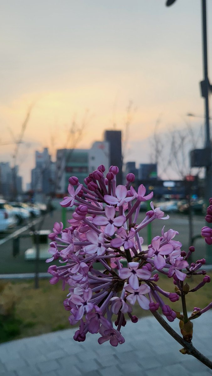 코끝에 스치는 향기에 
매번 발걸음을 잠시 멈추게 되는곳..
예쁘기도 하구요..^^