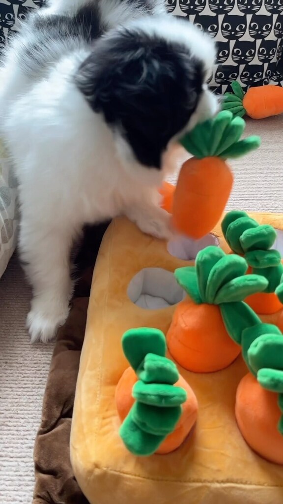 ruby_kii's tweet image. chai’s first harvest 🐰🥕 #snufflemat #carrotpatch カミカミ職人ににんじん畑を献上しました。ああ、へんてこなおもちゃが増えていくw #狆 #JapaneseChin #chinstagram #squishyfacecrew #84daysold

instagr.am/reel/CqUbfzLJP…