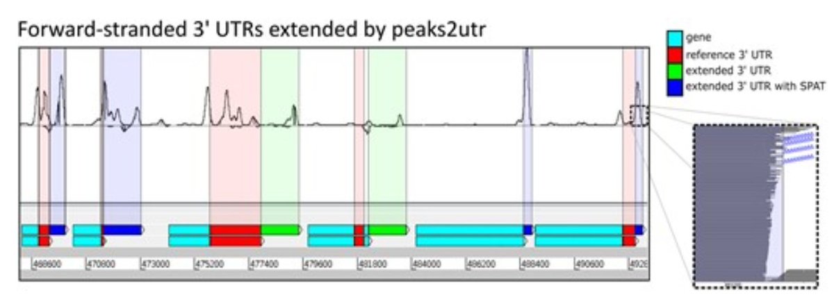BiottofnI's tweet photo. In case you perform @10xGenomics scRNA-Seq on non-model organisms - think of extending the UTR!!! Here is why and how:
https://t.co/tgvJHitcb3

Peaks2UTR is now published! https://t.co/xc2O690dnF