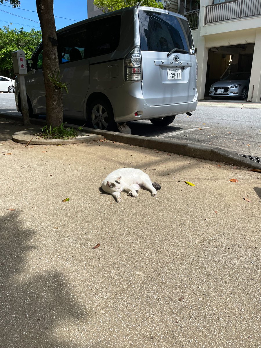 miiyo03's tweet photo. https://t.co/tfUT0RPwBw