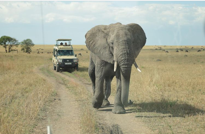 BikotoursC's tweet photo. What do you think about an African giants (elephants) being nearby? Though it seems like a supernatural second, it happens frequently in Tanzanian wildlife parks.
Visit: https://t.co/v8cSmmwqtl
#adventure #travelblogger #safaricom https://t.co/yiBK1RNX7h