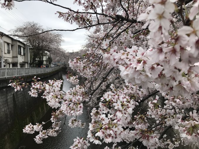 帰宅途中の石神井川にて 