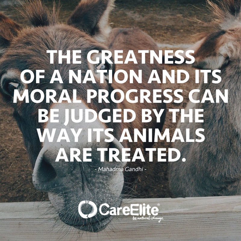 Uk Animal Foundation (@ukanimalftd) on Twitter photo 