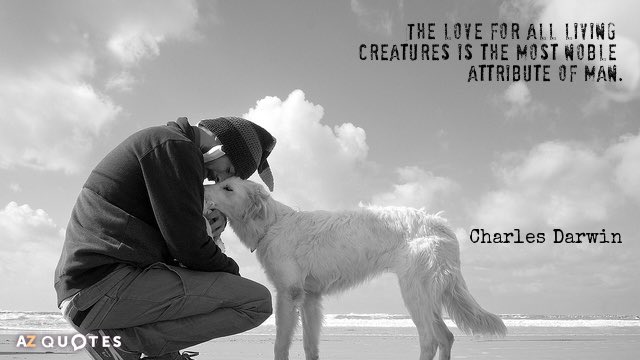 Uk Animal Foundation (@ukanimalftd) on Twitter photo 