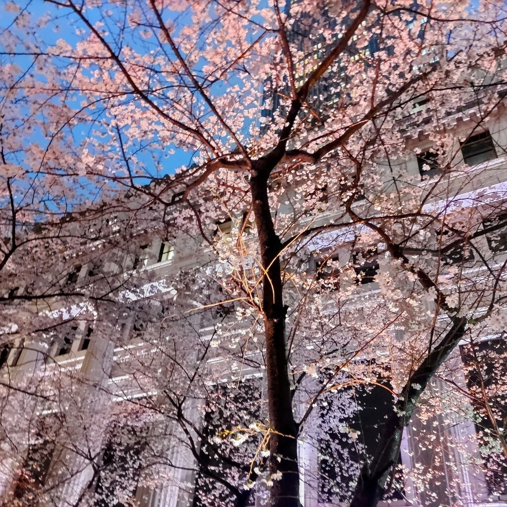 日本橋SAKON【公式】 tweet media