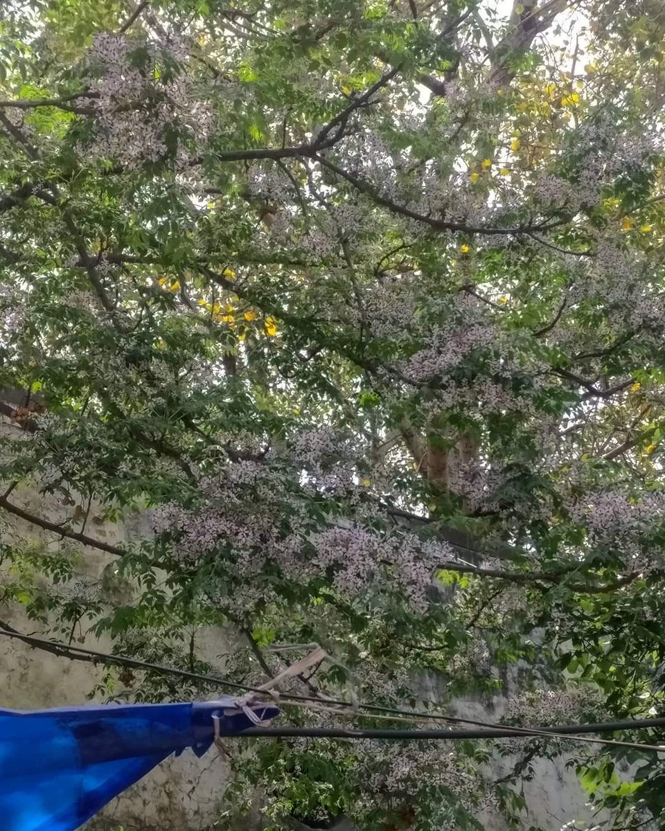 tikulli's tweet photo. Bakain Persian Lilac is flowering in Delhi. Gorgeous cream lilac flowers with a mild scent. Looks like Neem. #DelhiTrees #TreesOfDelhi #Spring #Flowers #springindelhi #delhispring https://t.co/uxXI3HwZuR