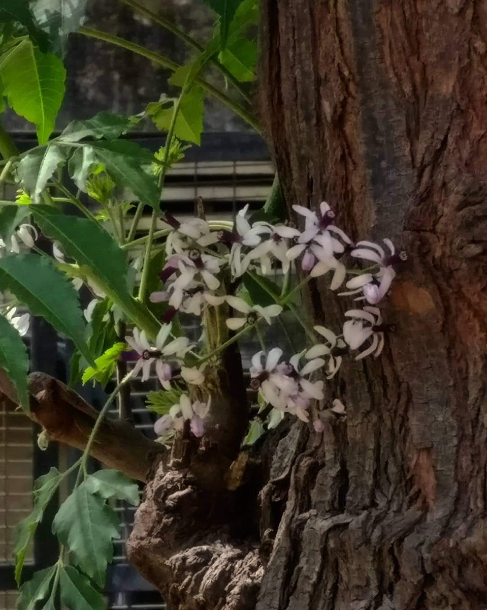 tikulli's tweet photo. Bakain Persian Lilac is flowering in Delhi. Gorgeous cream lilac flowers with a mild scent. Looks like Neem. #DelhiTrees #TreesOfDelhi #Spring #Flowers #springindelhi #delhispring https://t.co/uxXI3HwZuR