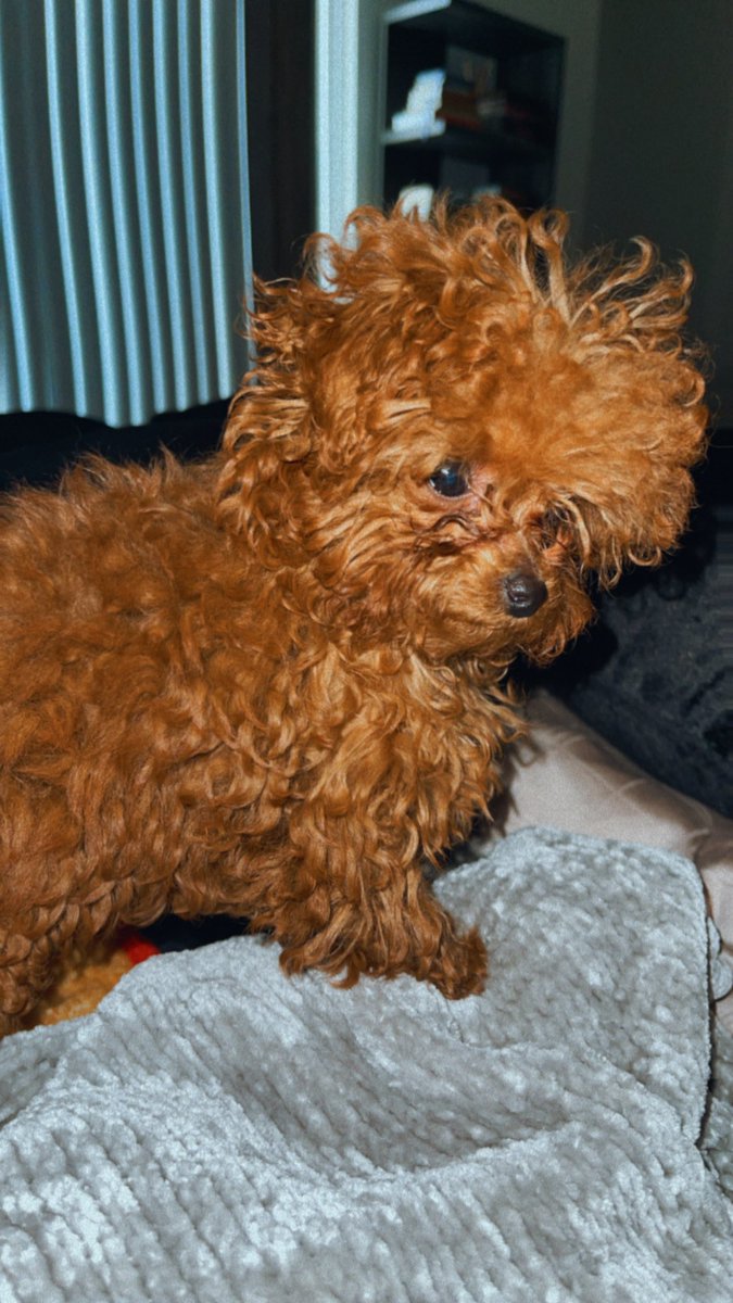 LordGisselle tweet media