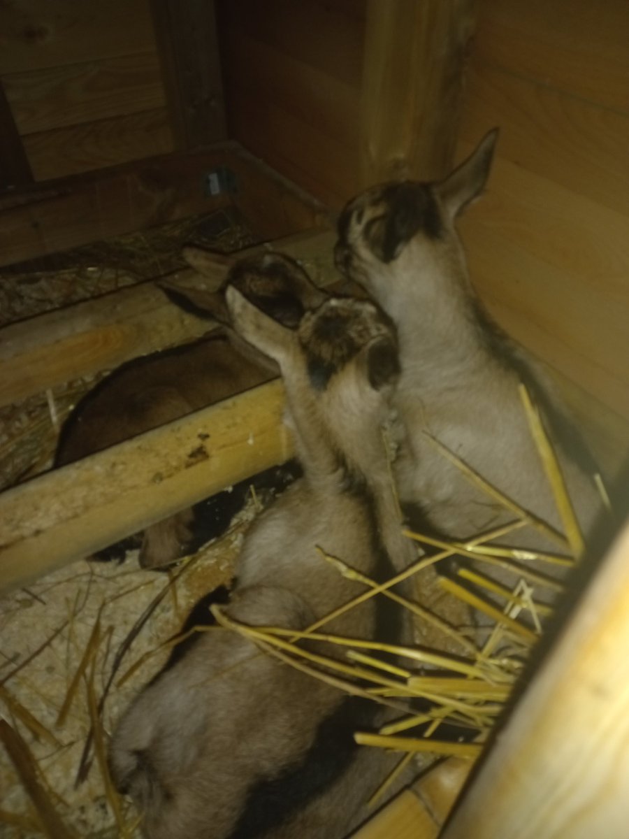 Мария Томашевич tweet media