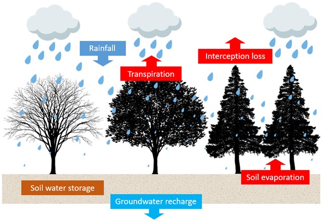 New research article in Hydrological Processes “Seasonal dynamics of #canopy #interceptionloss within a deciduous and a coniferous forest”:
Read more here: 
onlinelibrary.wiley.com/doi/10.1002/hy…