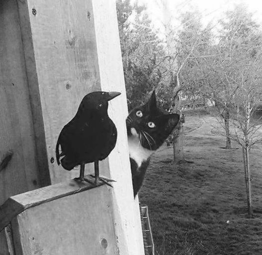 CarlodeBlasio1's tweet image. Faccia a faccia. #CatsAndBirds