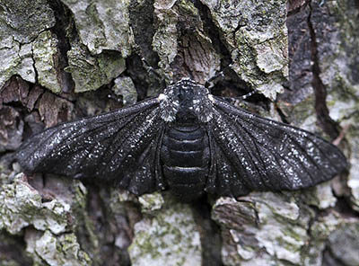 Peppered Moth (Biston betularia) (@moth_peppered) / Posts / X