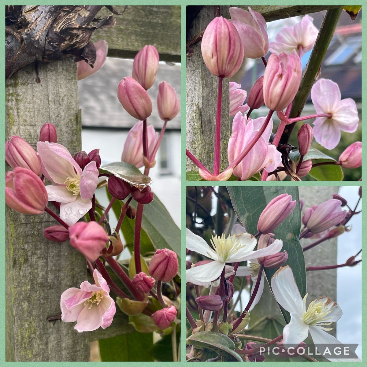 Clematis armandii ‘Appleblossom’ popping out now. 🌸💕

Wish you all a fabulous weekend.  🌿🌸 Happy gardening.

#GardeningTwitter #Flowers #SpringGardenDays
#DollysCottageGarden