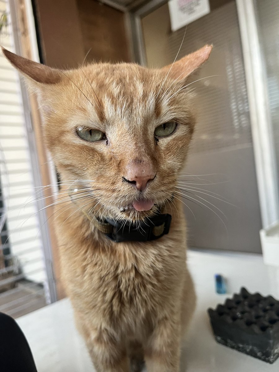 WildlifeSaloni's tweet photo. Tongue’s Out Tuesday!
🐈: Malik.
📷: @WildlifeSaloni
📍: @worldforall
#salonitirodkarphotography #tongueouttuesday #cat #catlife #catsofinstagram #adoptdontshop #worldforall #worldforallanimaladoptions #worldforallanimalcareandadoptions #photooftheday #blep #blepcat https://t.co/c3BCKGM1mj