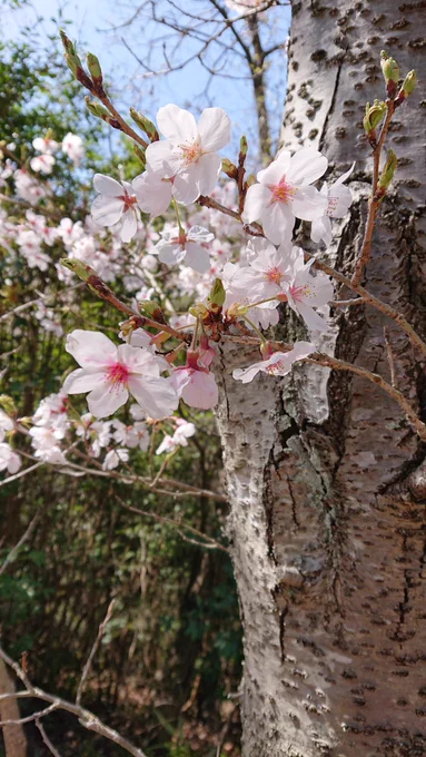 今日は地元の桜巡りに行ってきました(//ˊ ꒳ ˋ//)千本桜と山姥切国広 
