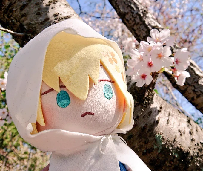 今日は地元の桜巡りに行ってきました(//ˊ ꒳ ˋ//)千本桜と山姥切国広 