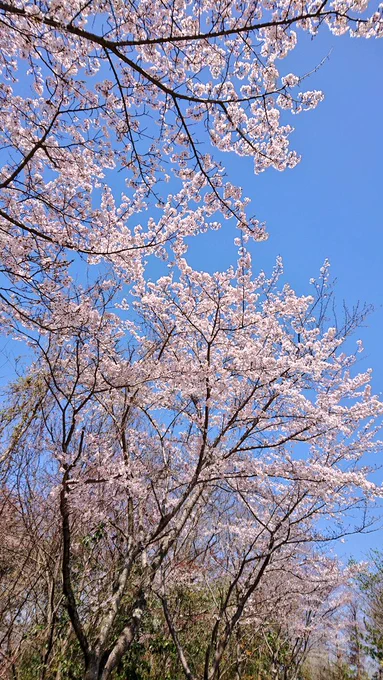 今日は地元の桜巡りに行ってきました(//ˊ ꒳ ˋ//)千本桜と山姥切国広 