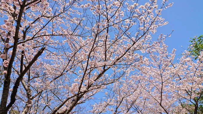 今日は地元の桜巡りに行ってきました(//ˊ ꒳ ˋ//)千本桜と山姥切国広 