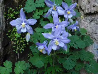 FelixCannas's tweet photo. La flora della Sardegna: una bellezza unica da scoprire
Dalle specie botaniche endemiche ai maestosi olivastri millenari dell'isola
#Sardinia #BlueZones #WildBlueZone
https://t.co/g8KgmztKuy https://t.co/D3kYEbCmYT